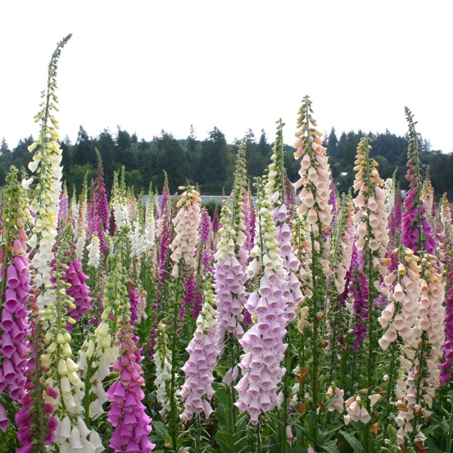 Silverton Wildflower Tours