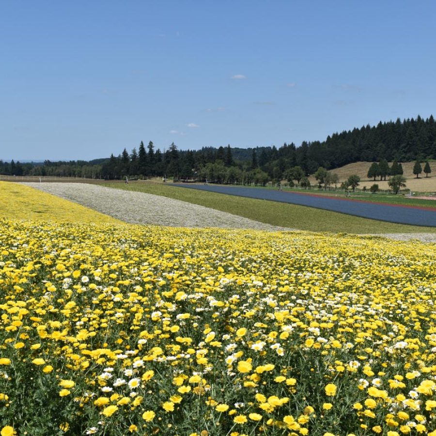 Silverton Wildflower Tours