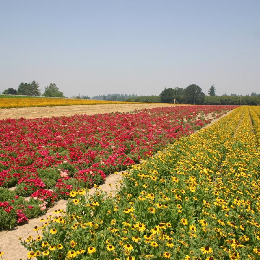 Silverton Wildflower Tours