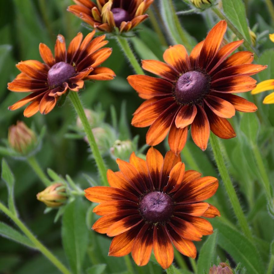 Silverton Wildflower Tours