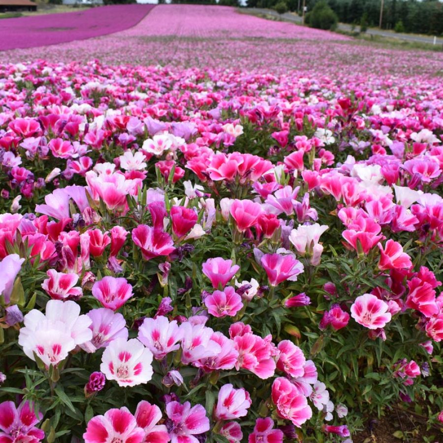 Silverton Wildflower Tours