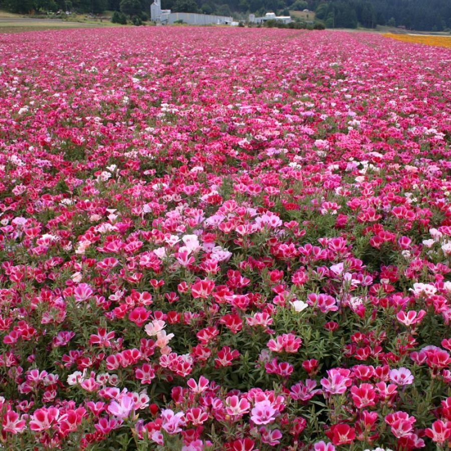 Silverton Wildflower Tours