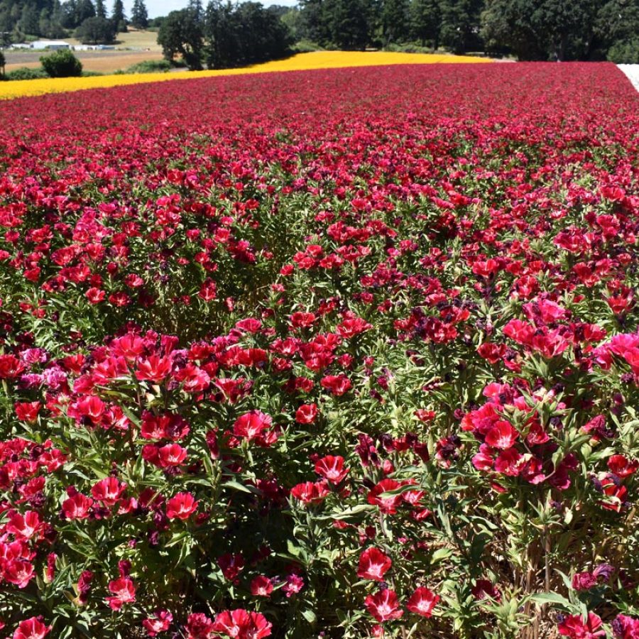 Silverton Wildflower Tours