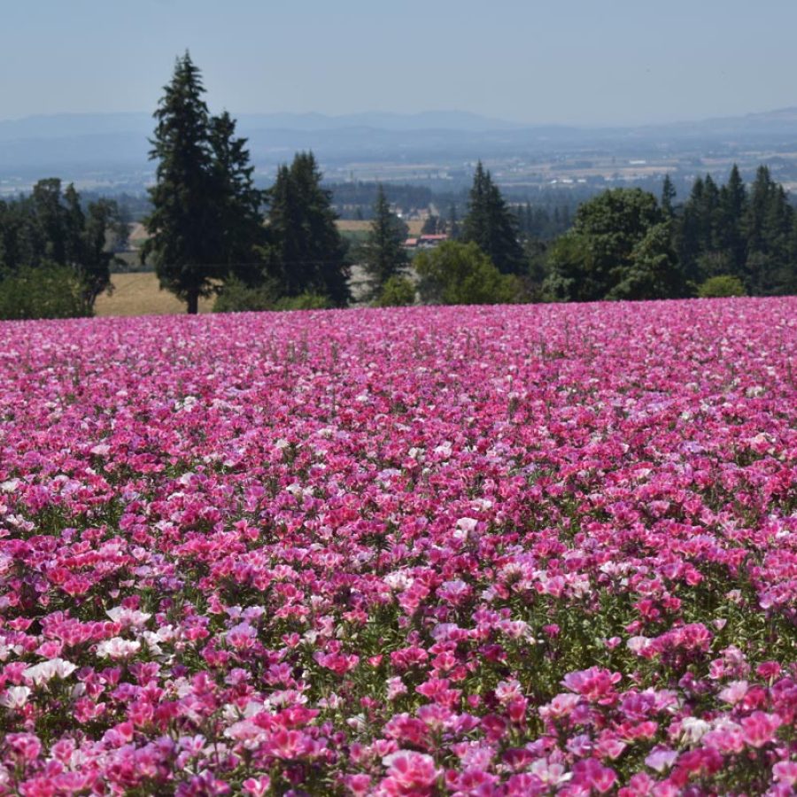 Silverton Wildflower Tours