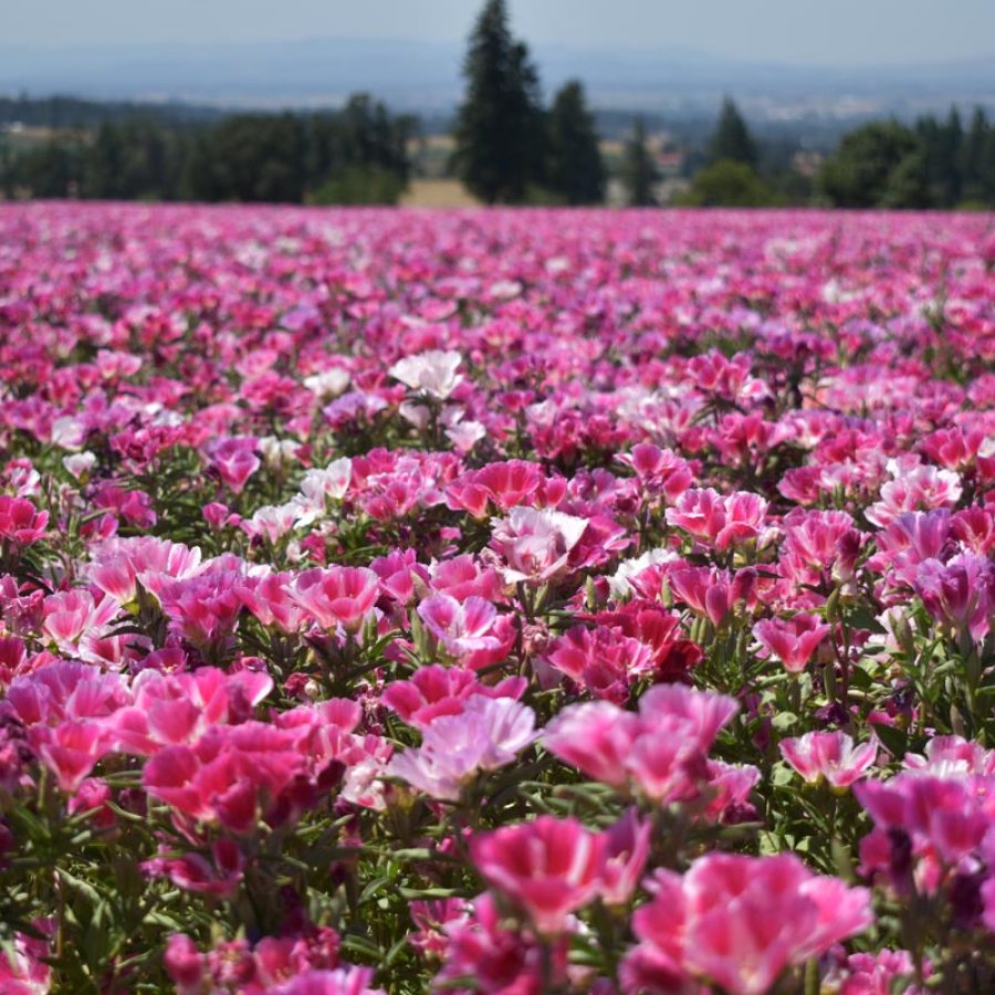 Silverton Wildflower Tours