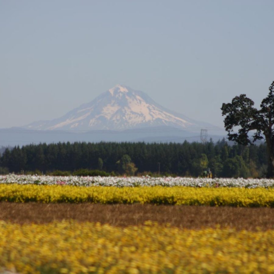 Silverton Wildflower Tours