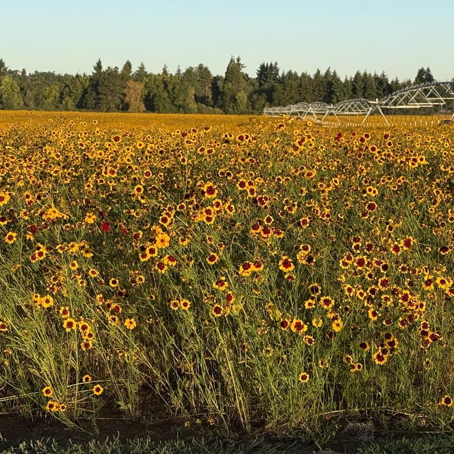 Silverton Wildflower Tours