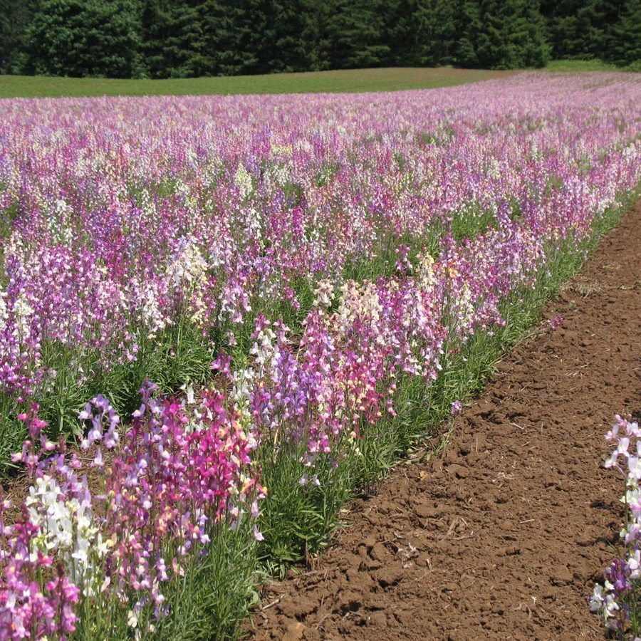 Silverton Wildflower Tours