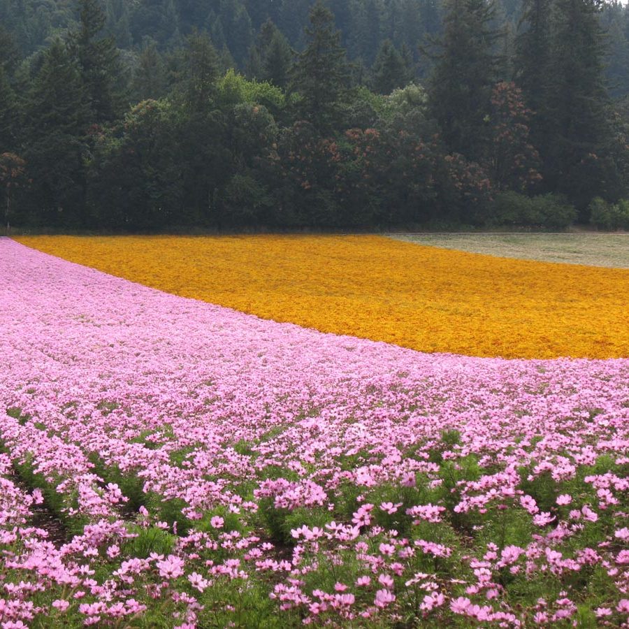 Silverton Wildflower Tours