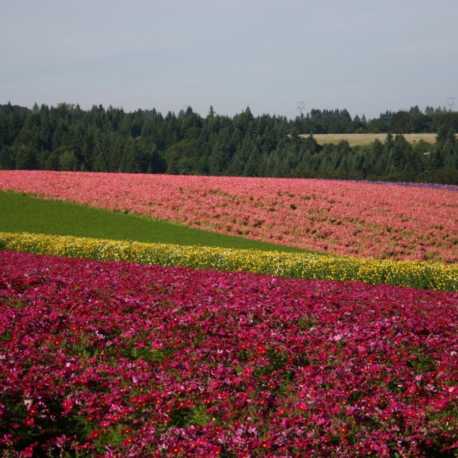 Silverton Wildflower Tours