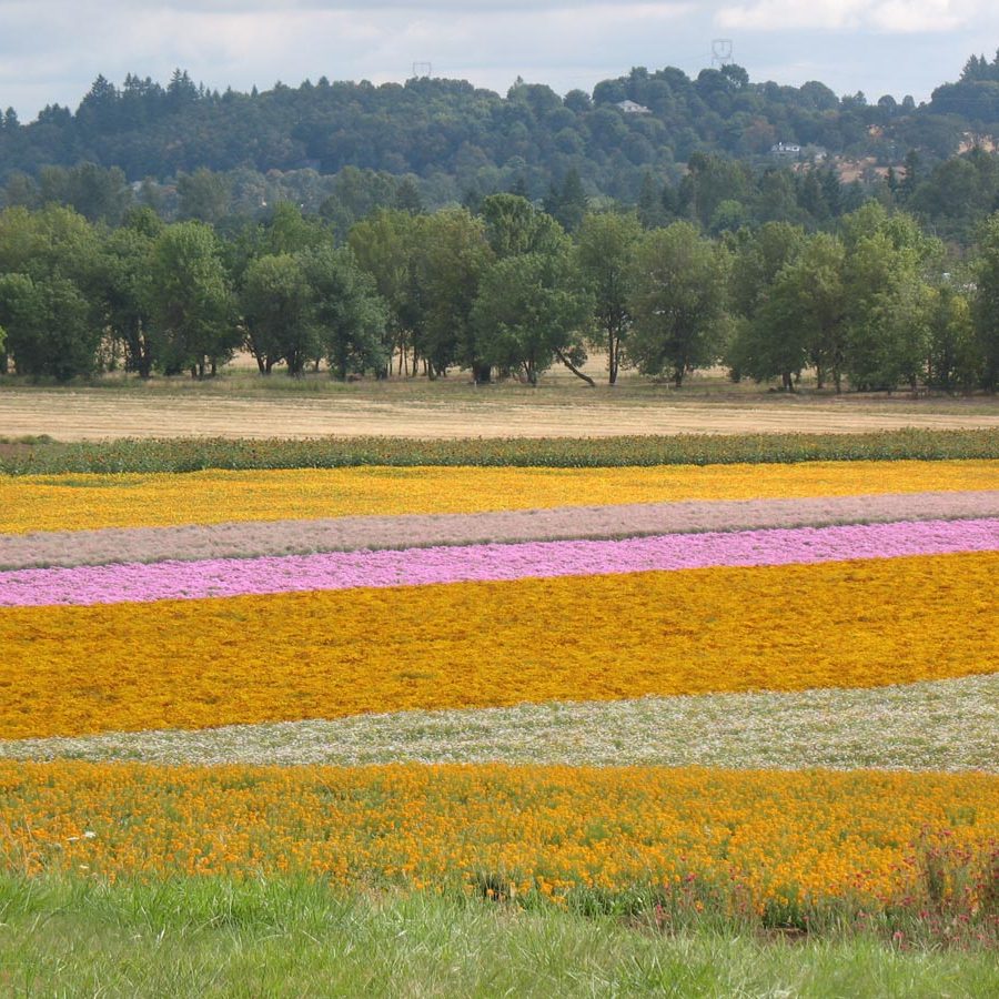 Silverton Wildflower Tours