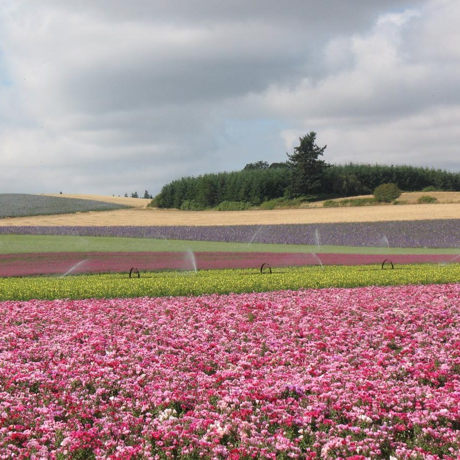 Silverton Wildflower Tours