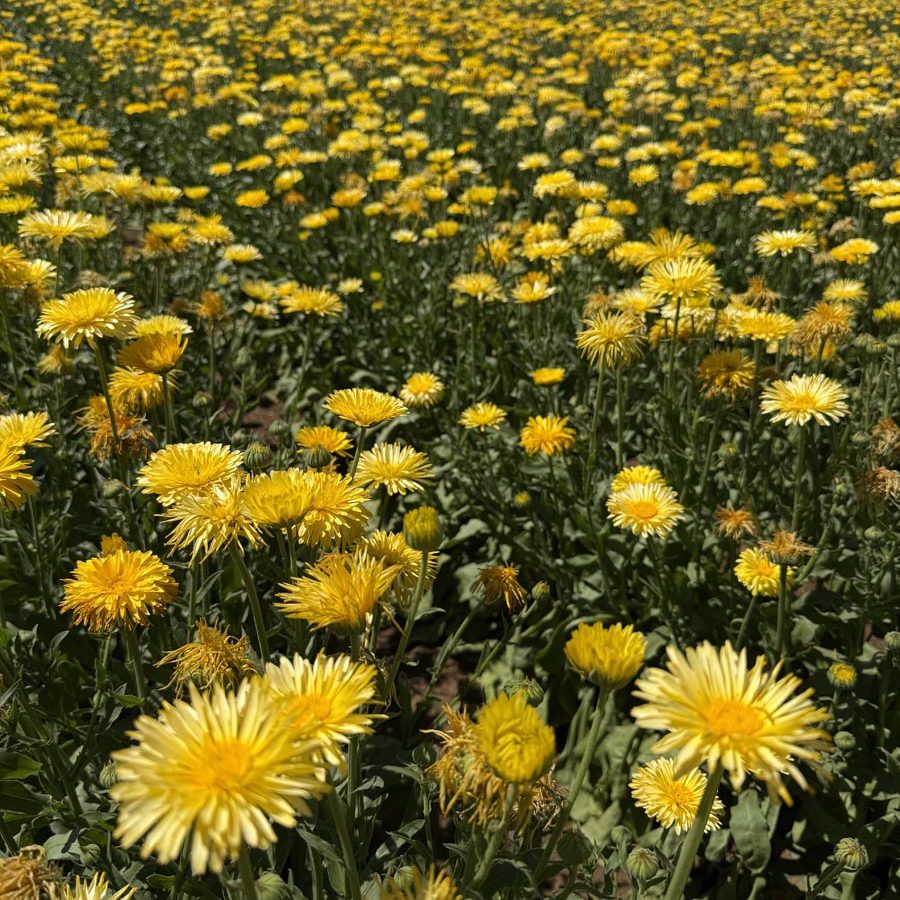 Silverton Wildflower Tours