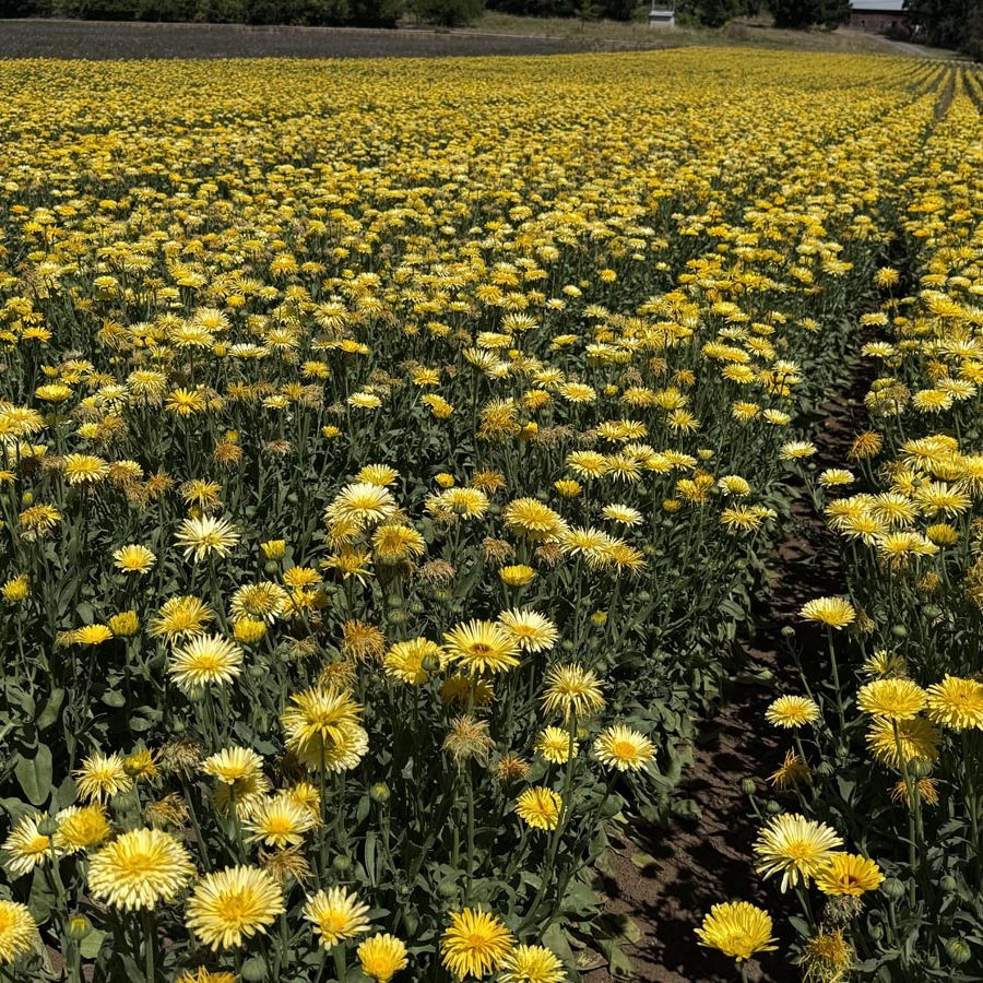 Silverton Wildflower Tours