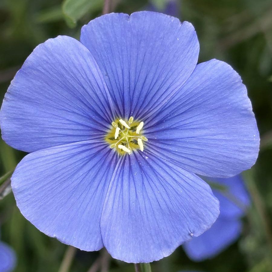 Silverton Wildflower Tours