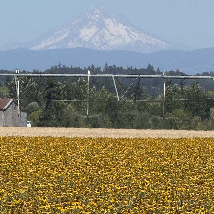 Silverton Wildflower Tours