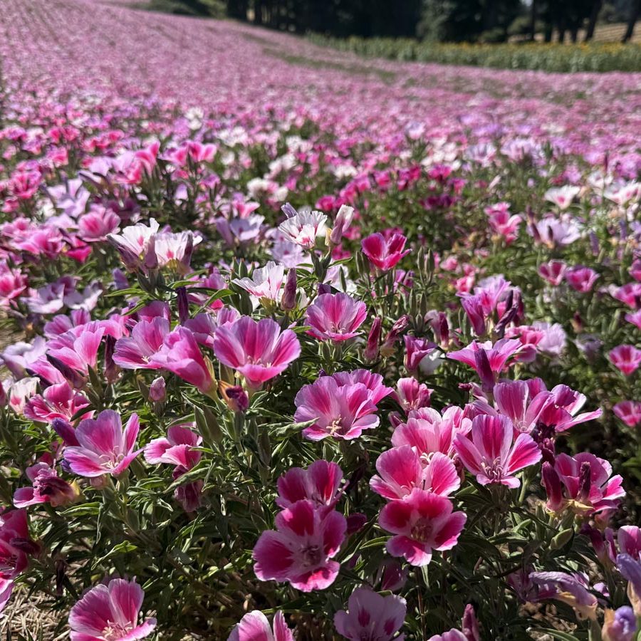 Silverton Wildflower Tours
