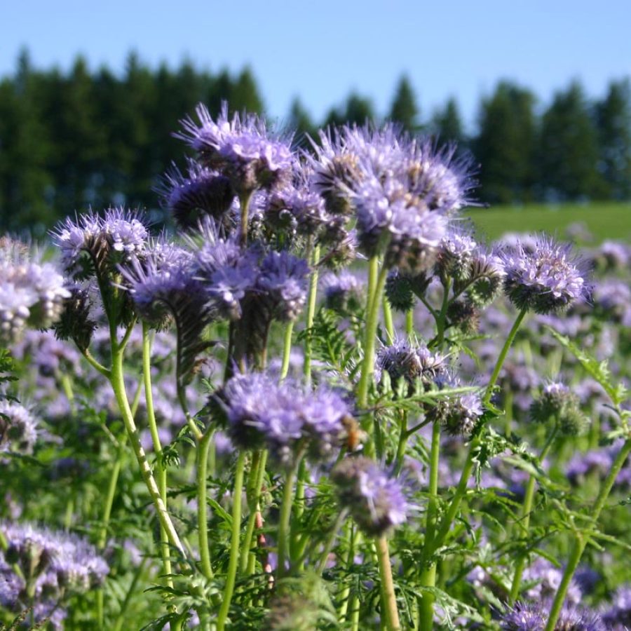 Silverton Wildflower Tours