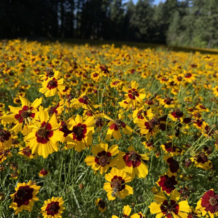 Silverton Wildflower Tours