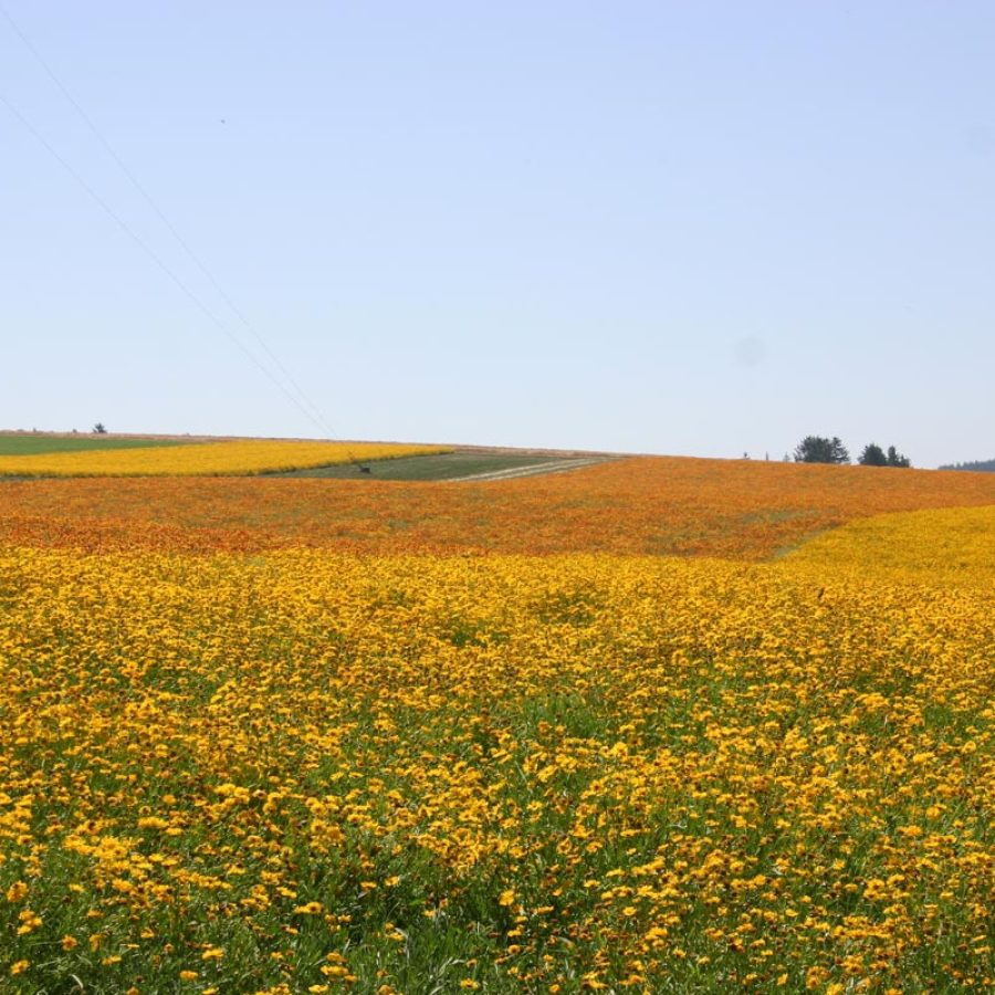 Silverton Wildflower Tours