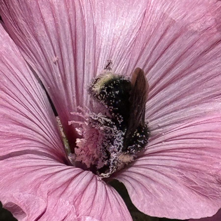 Silverton Wildflower Tours