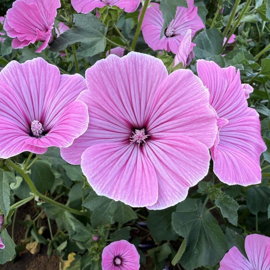 Silverton Wildflower Tours