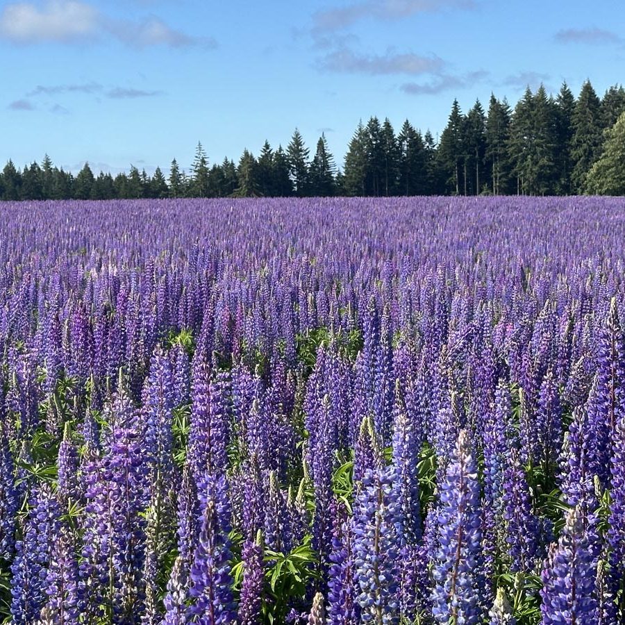 Silverton Wildflower Tours