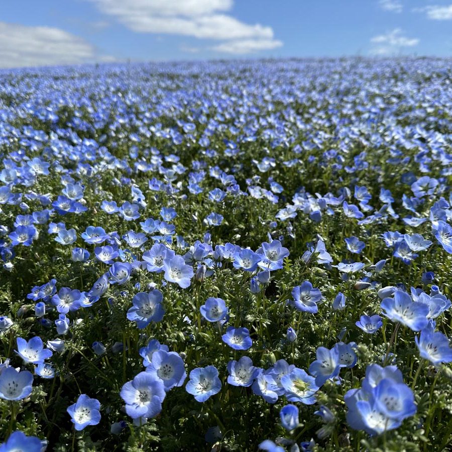 Silverton Wildflower Tours