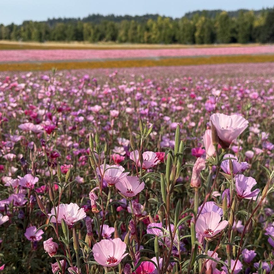 Silverton Wildflower Tours
