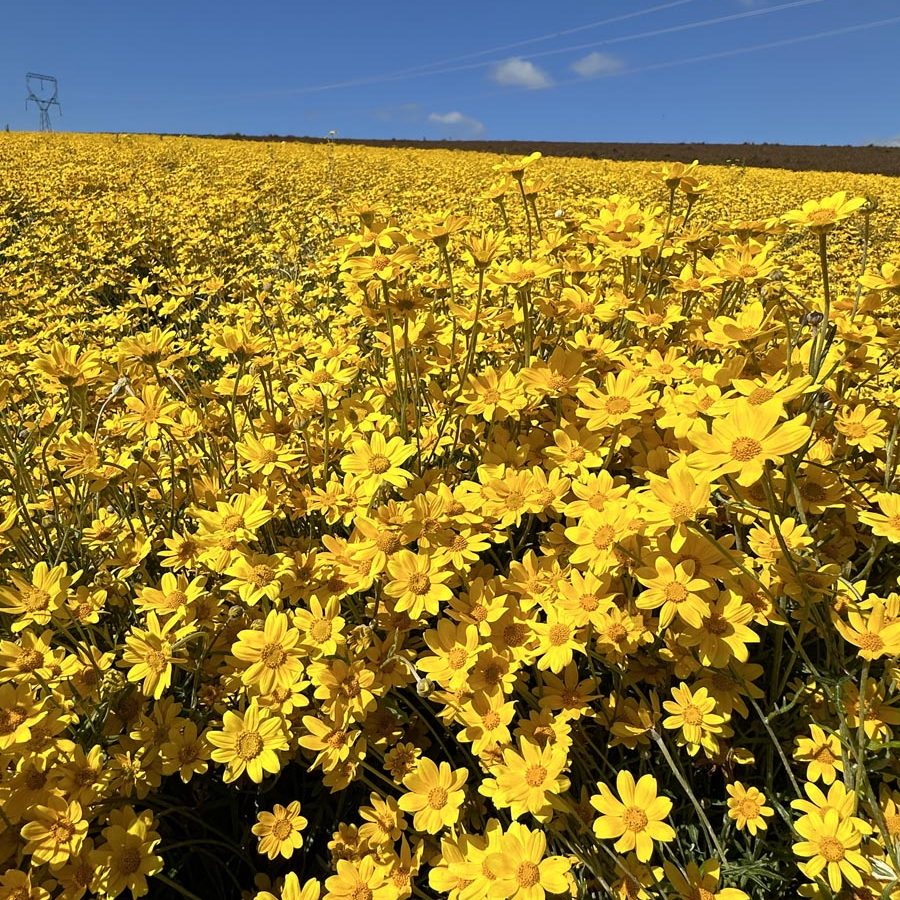 Silverton Wildflower Tours
