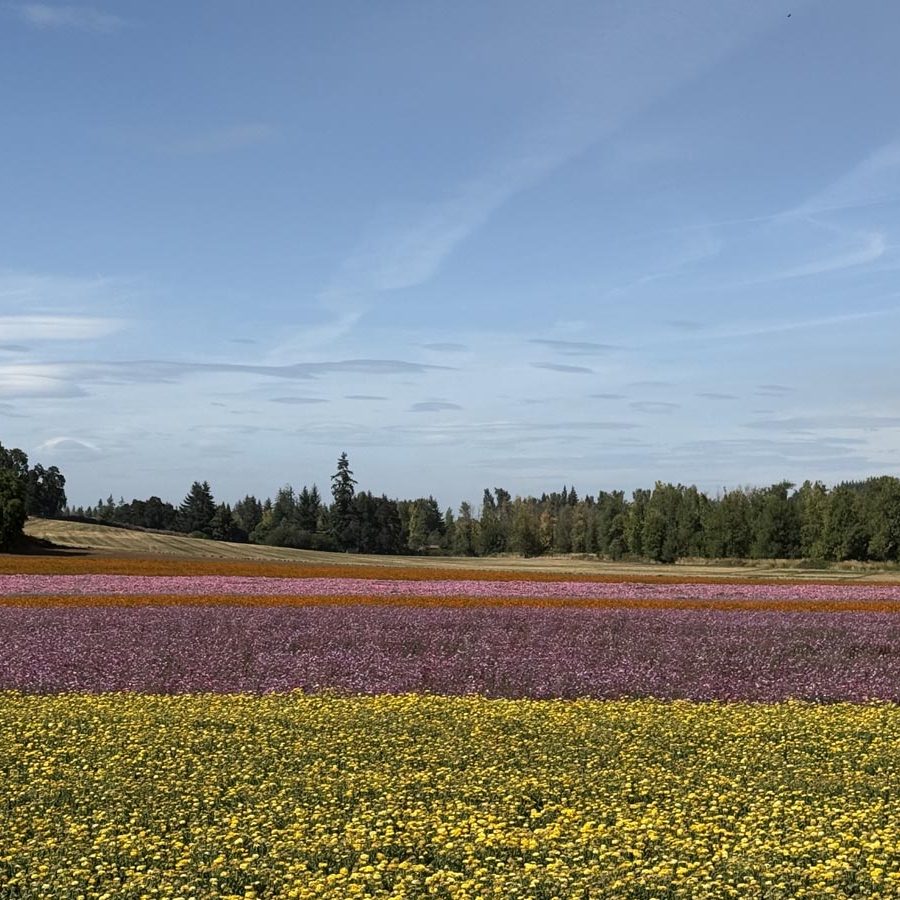Silverton Wildflower Tours