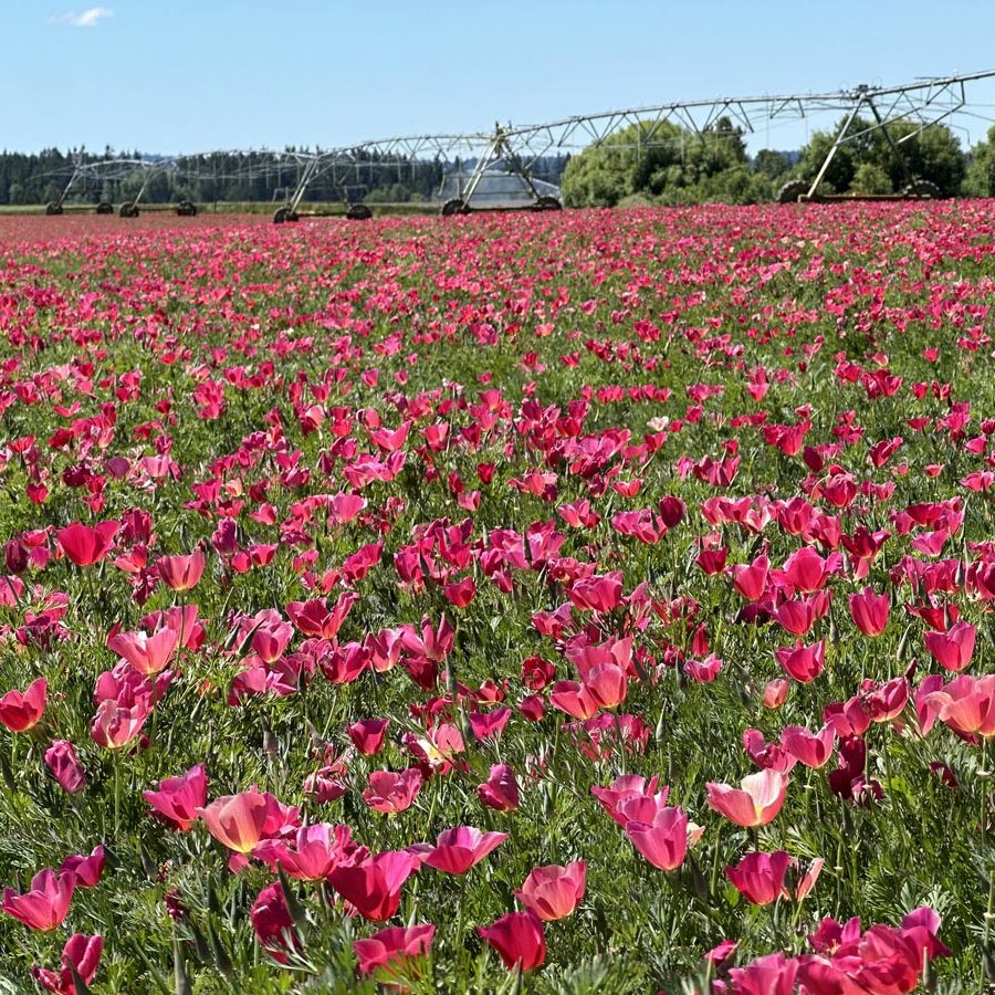 Silverton Wildflower Tours