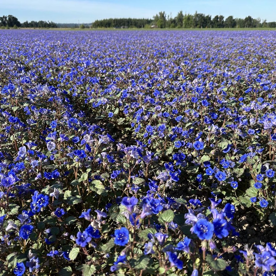 Silverton Wildflower Tours