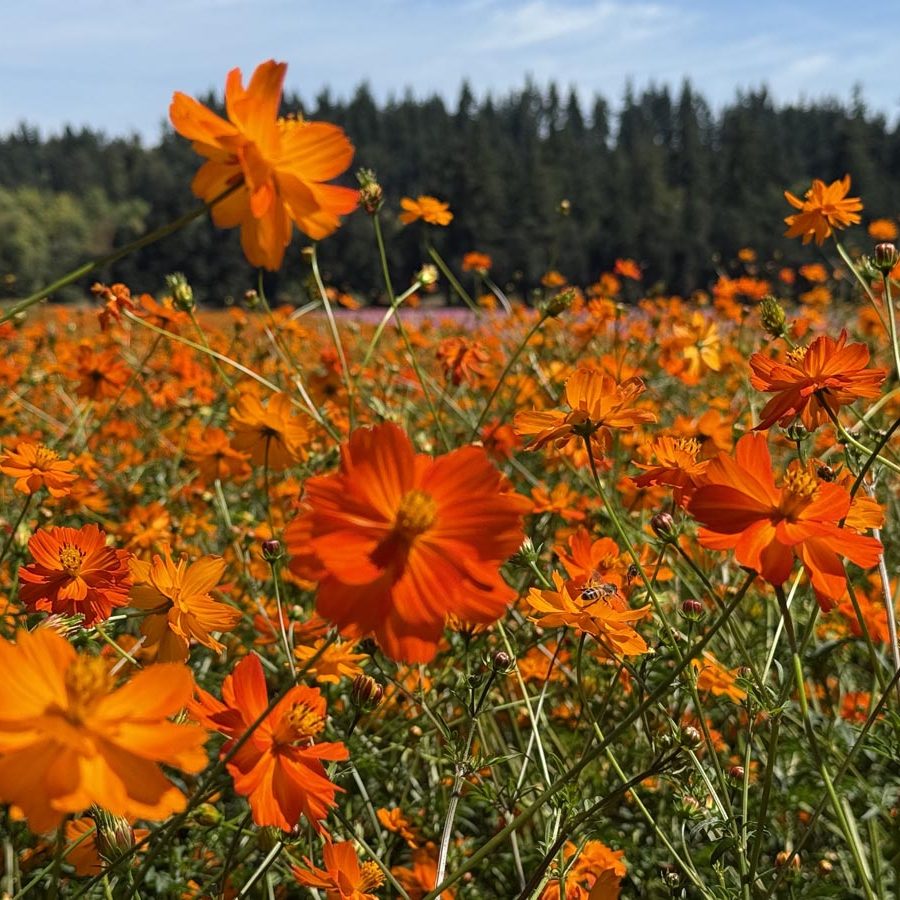 Silverton Wildflower Tours