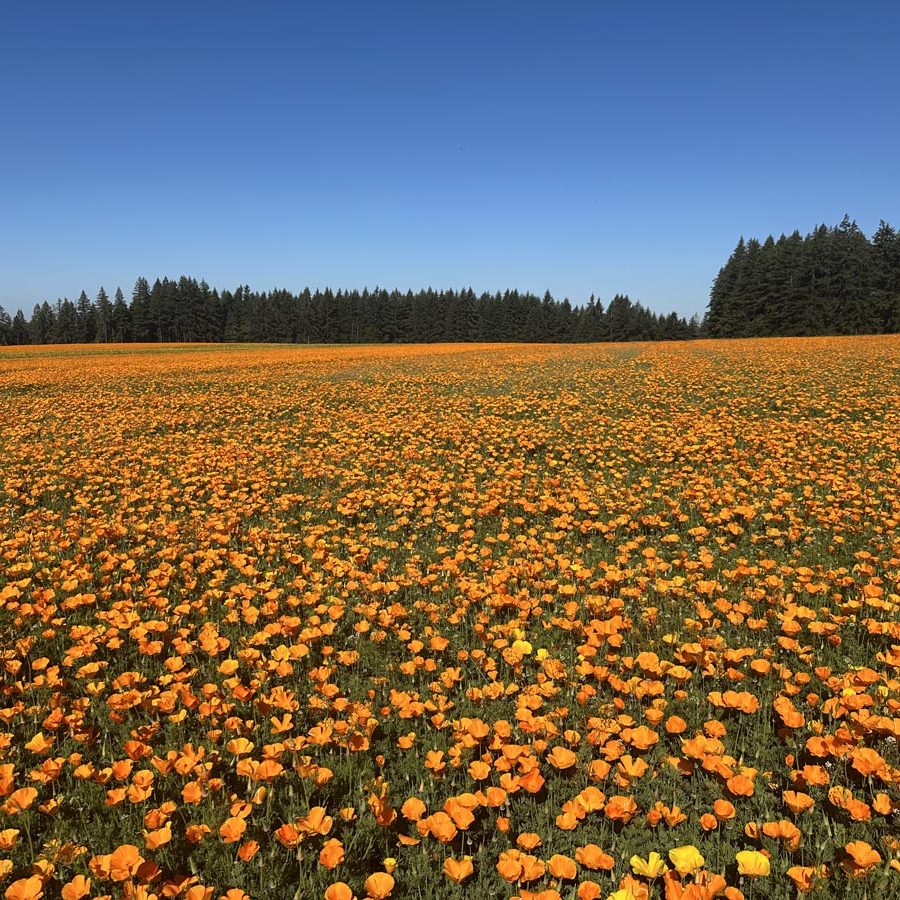 Silverton Wildflower Tours