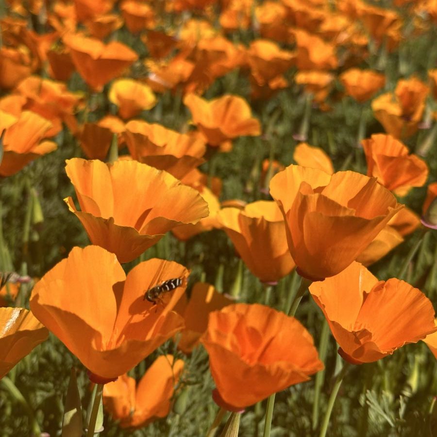 Silverton Wildflower Tours