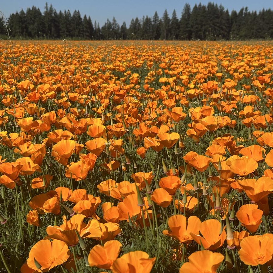 Silverton Wildflower Tours