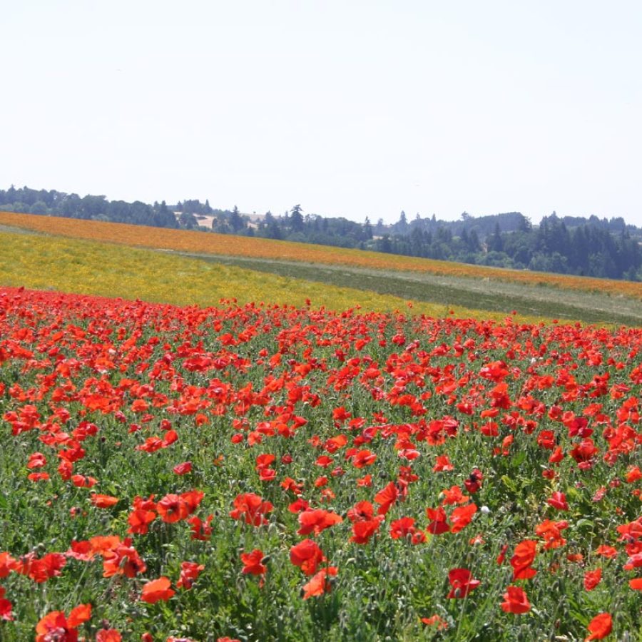 Silverton Wildflower Tours