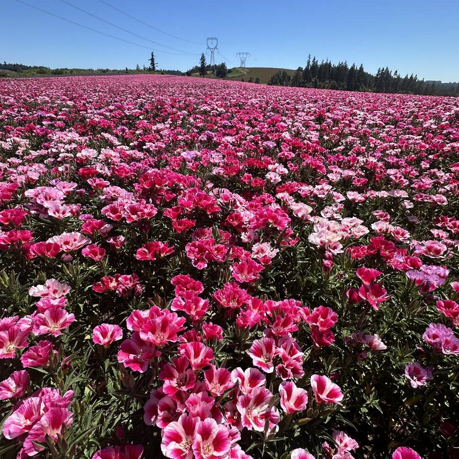 Silverton Wildflower Tours