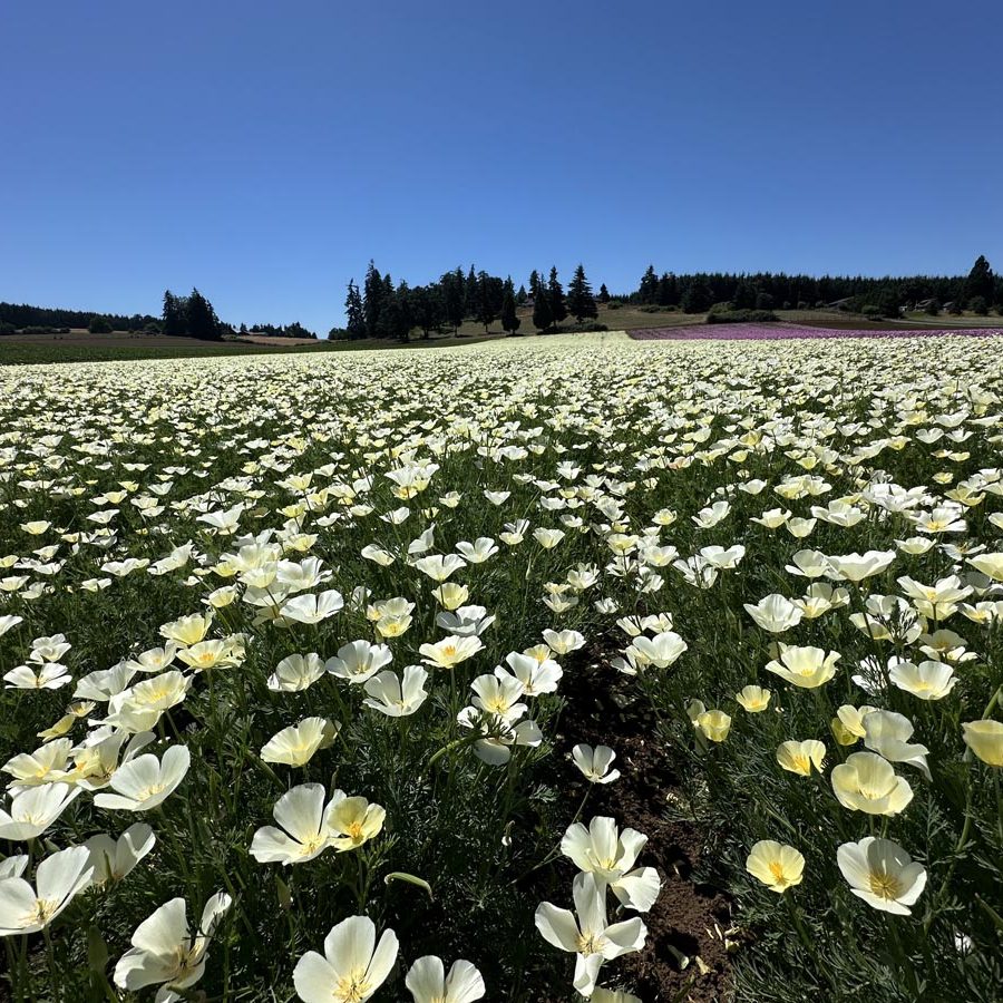 Silverton Wildflower Tours