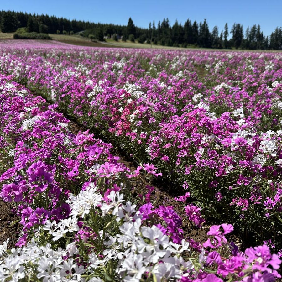 Silverton Wildflower Tours