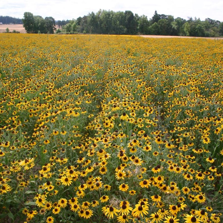 Silverton Wildflower Tours