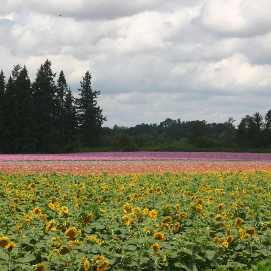 Silverton Wildflower Tours