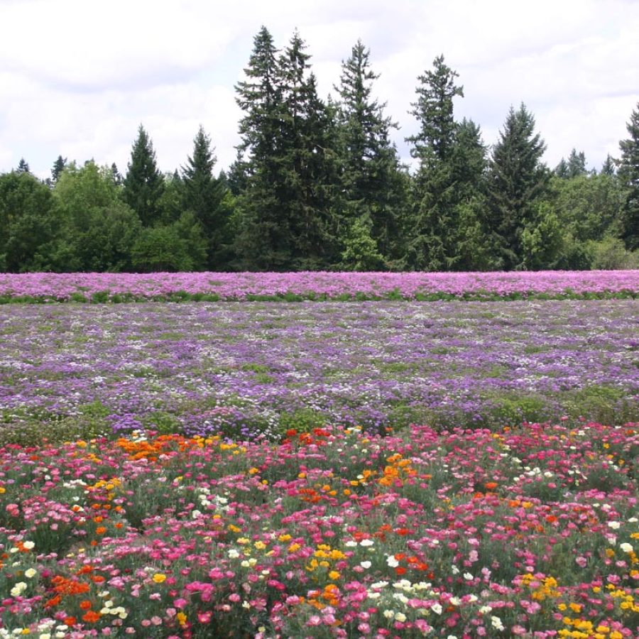 Silverton Wildflower Tours