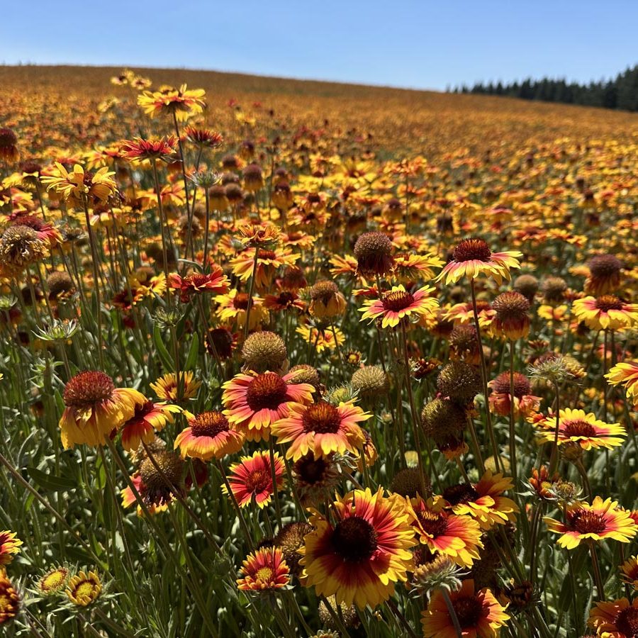 Silverton Wildflower Tours
