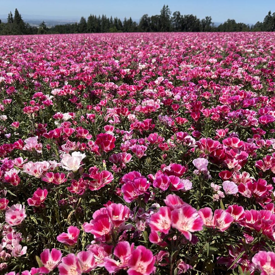 Silverton Wildflower Tours