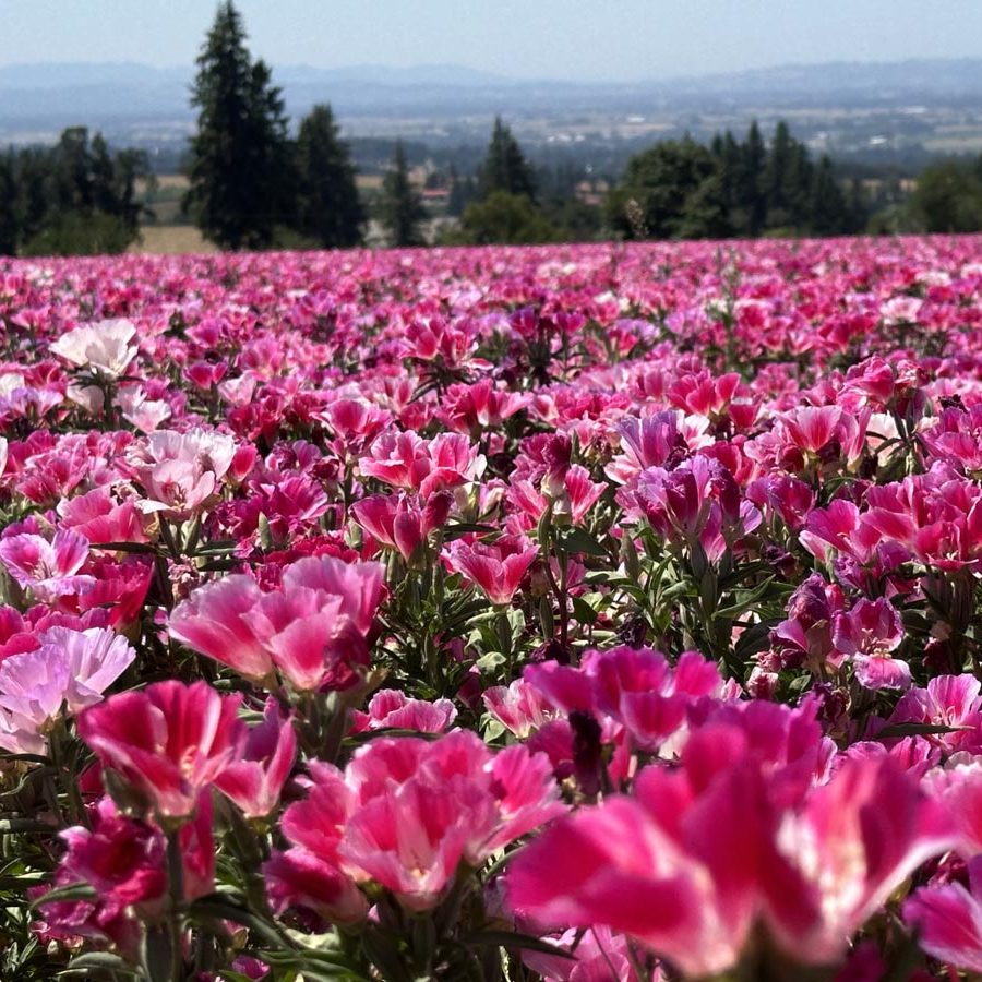 Silverton Wildflower Tours