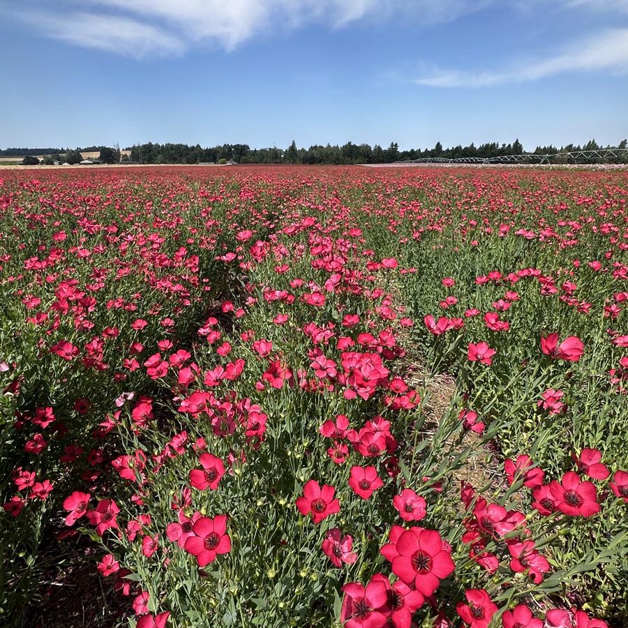 Silverton Wildflower Tours