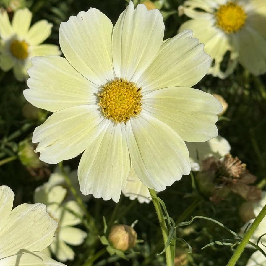 Silverton Wildflower Tours