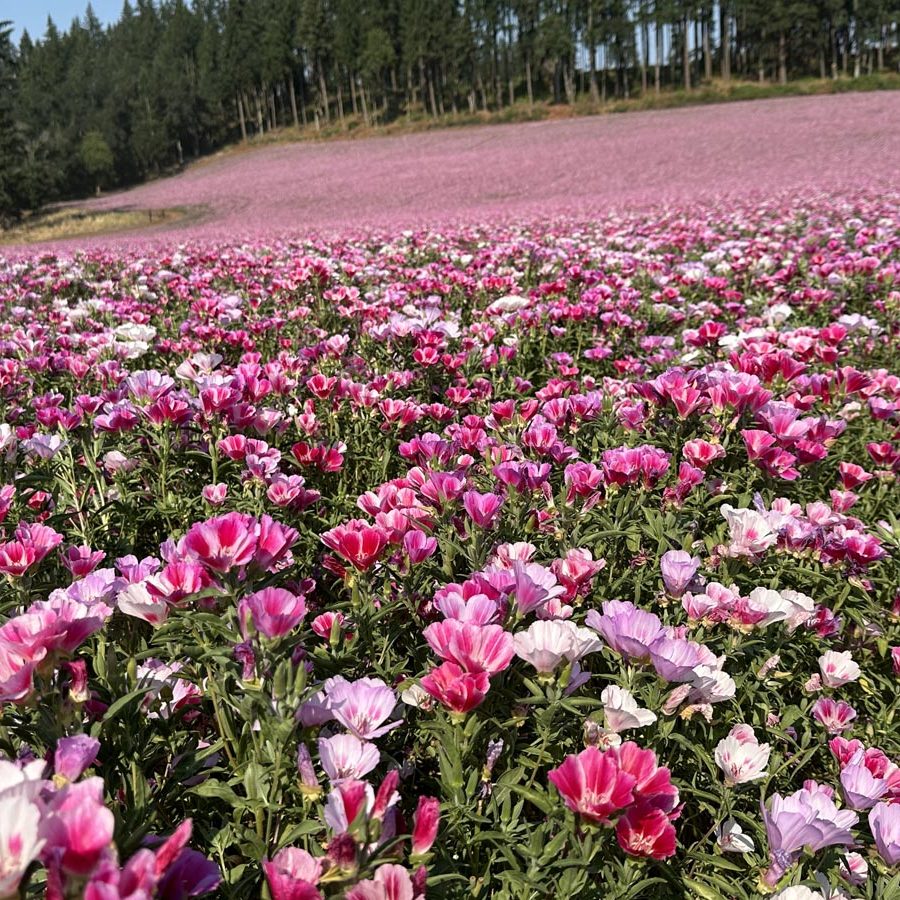 Silverton Wildflower Tours